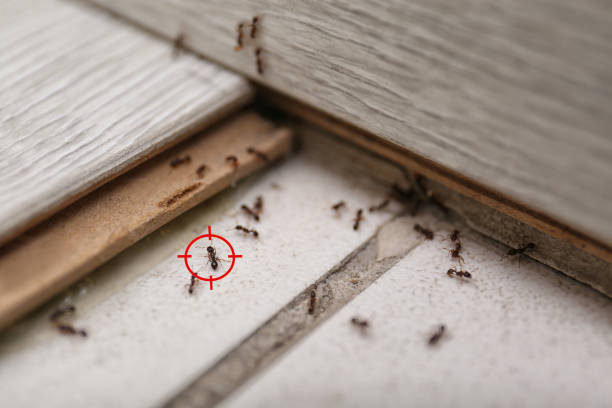 Best Pest Control Near Me  in Clinton, AR