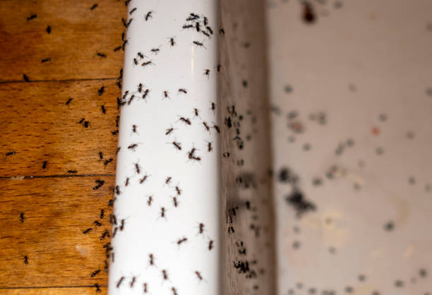 Wildlife Control Services in Clinton, AR