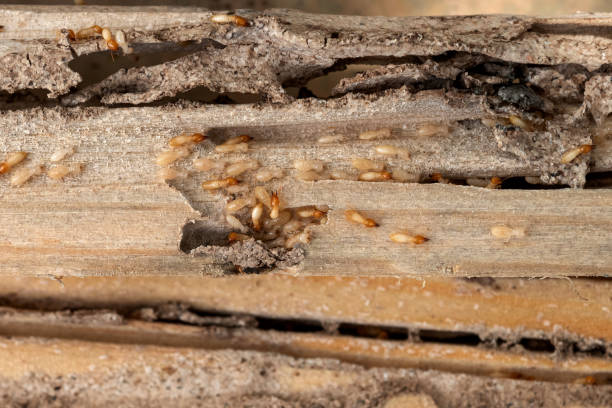 Best Pest Prevention Services  in Clinton, AR